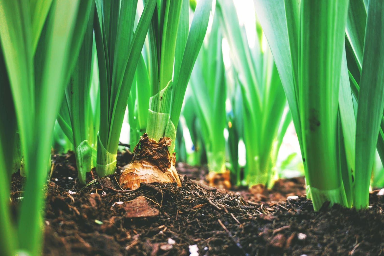 Understanding Soil Health: The Foundation of Crop Success