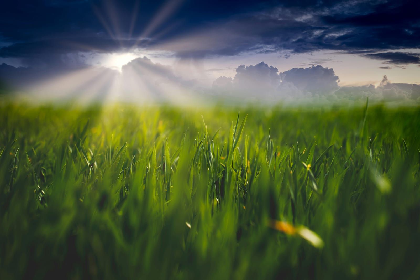 Complete Guide to Plant Tissue Sampling for California Growers